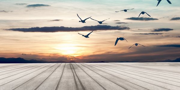 Birds flying over sunset horizon